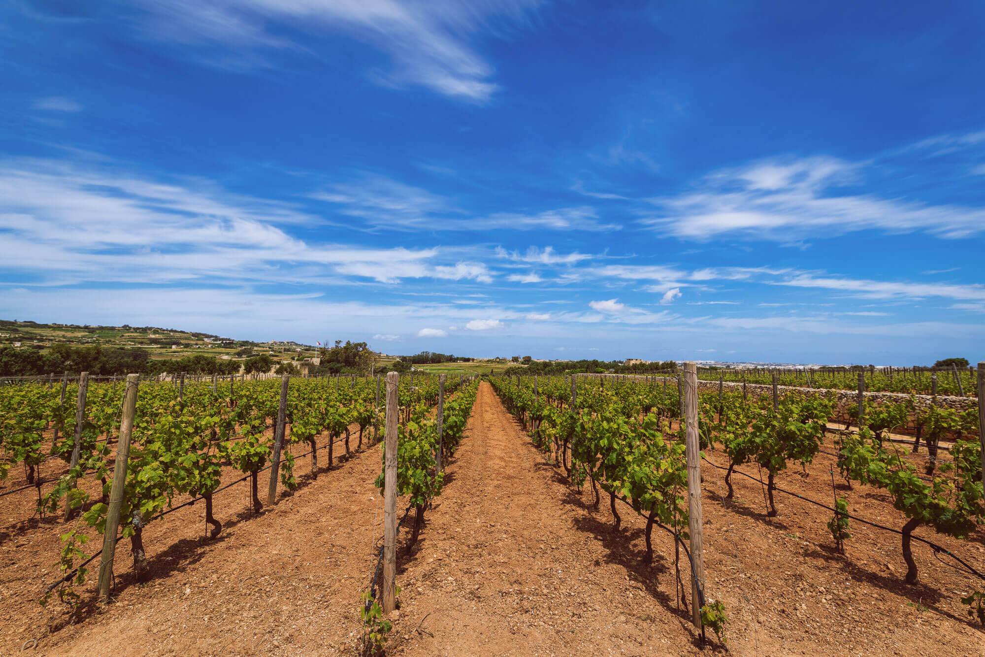 wine tasting tour malta