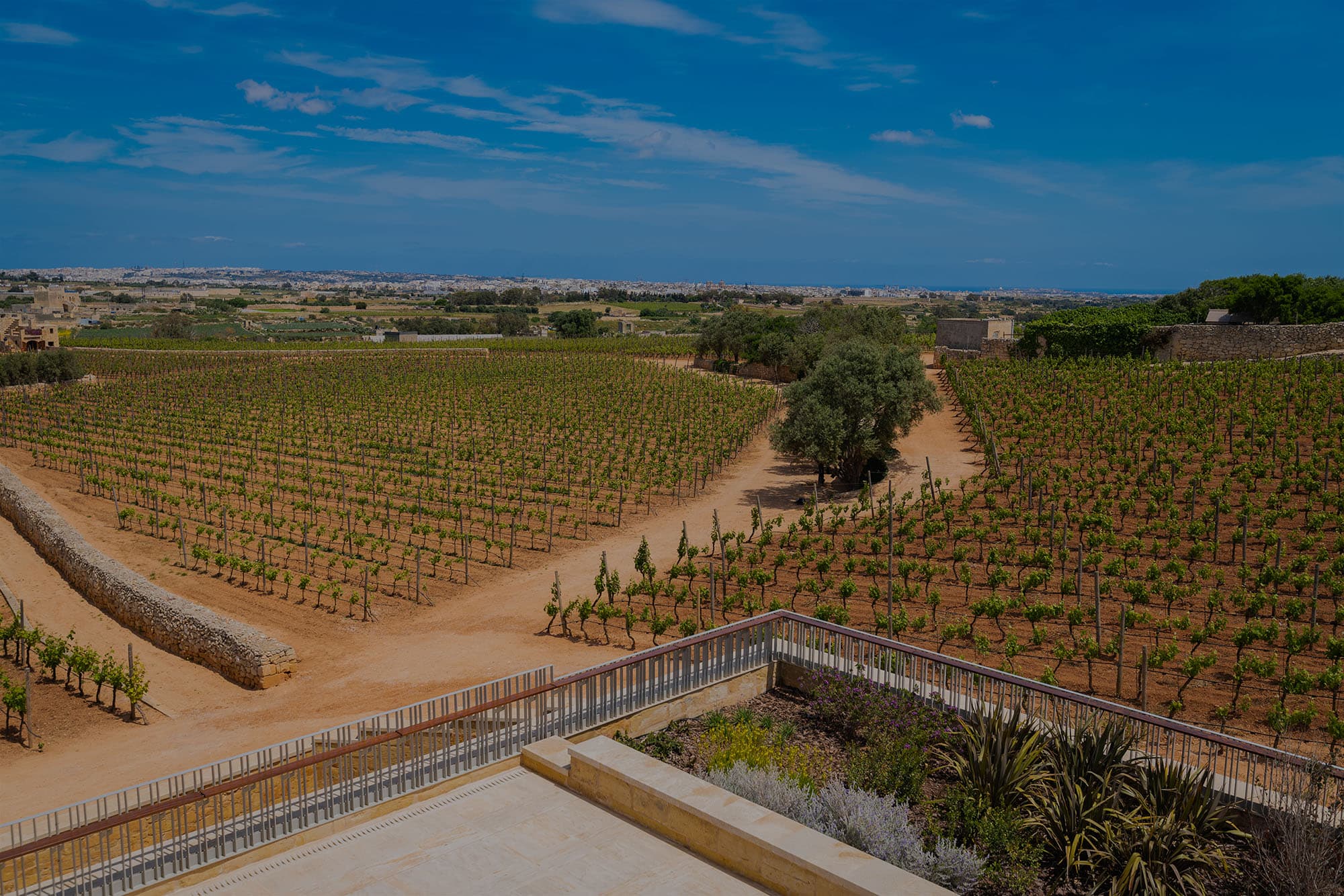 Gallery Ta' Betta Wine Estates Ltd